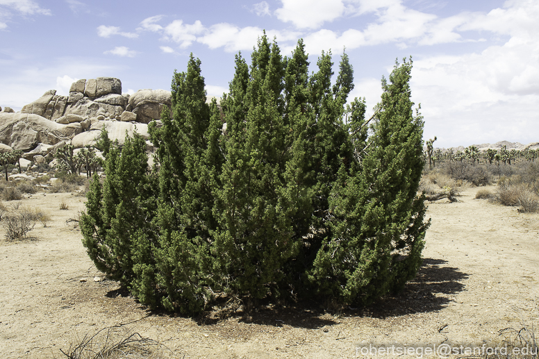 Joshua Tree National Park